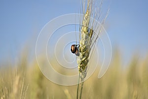 Chafer ÃÂ¼ÃÂ°ÃÂ¹ÃÂÃÂºÃÂ¸ÃÂ¹ ÃÂ¶ÃÆÃÂº ÃÂ½ÃÂ° ÃÂºÃÂ¾ÃÂ»ÃÂ¾ÃÂÃÂµ Ãâ¬ÃÂ¶ÃÂ¸ chafer on rye ear